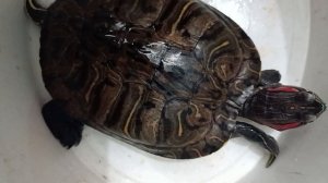 Красноухие черепахи