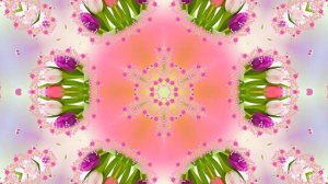 Весна! Очаровательные тюльпаны 6! Киностудия Мудрого Кота Тимофея!