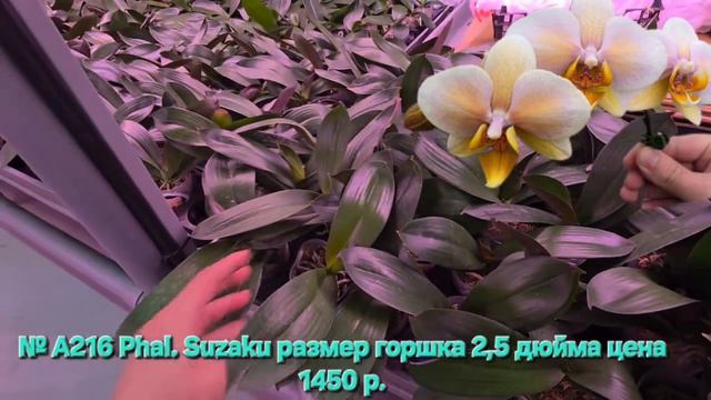  А216 Phal. Suzaku размер горшка 25 дюйма