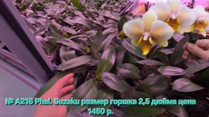 № А216 Phal. Suzaku размер горшка 2,5 дюйма