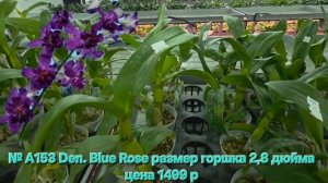 № А153 Den. Blue Rose размер горшка 2,8 дюйма