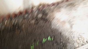 обрабатываю черенки винограда от вредителей