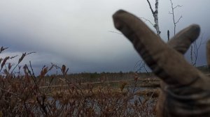 на болоте. охота на 🦆 весеннего селезня