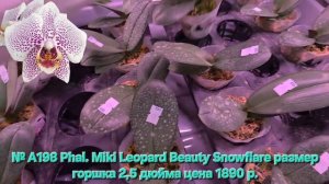 № А198 Phal. Miki Leopard Beauty Snowflare размер горшка 2,5 дюйма
