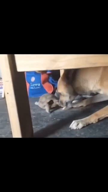 Клип @otdel_krinzha