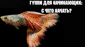 Гуппи для начинающих: с чего начать?