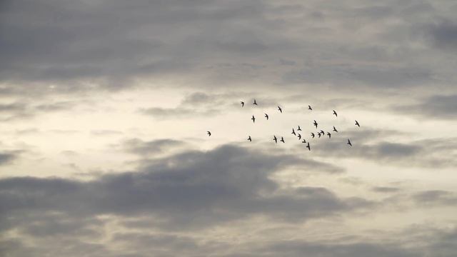 Голуби летят над нашей зоной      Вячеслав Сидоренко