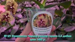 № М1 Фаленопсис Чармер размер горшка 2,5 дюйма