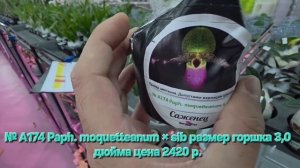 № А174 Paph. moquetteanum × sib размер горшка 3,0 дюйма