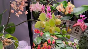 Полив ОрХиДеЙ 💦 Новые РОСПУСКИ 🥰 #орхидеи