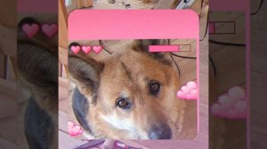 1000056138.mp4 (Собака наблюдает за устройством лестницы на 2-ой этаж в доме А-фрейм)