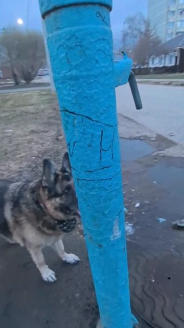 Мухтар и колонки