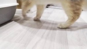 моя кошечка Ириска