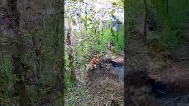 Доброе утро