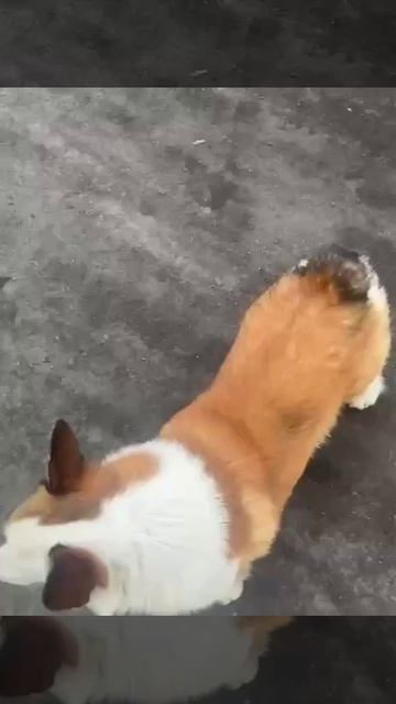 Собачка уже около недели гуляет сама по себе. Хозяева, пожалуйста, заберите домой свою собачку!🙏