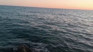 первая ставрида с берега.