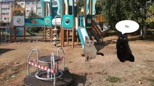 КРИМИНАЛЬНЫЕ КОТЫ 2 серия