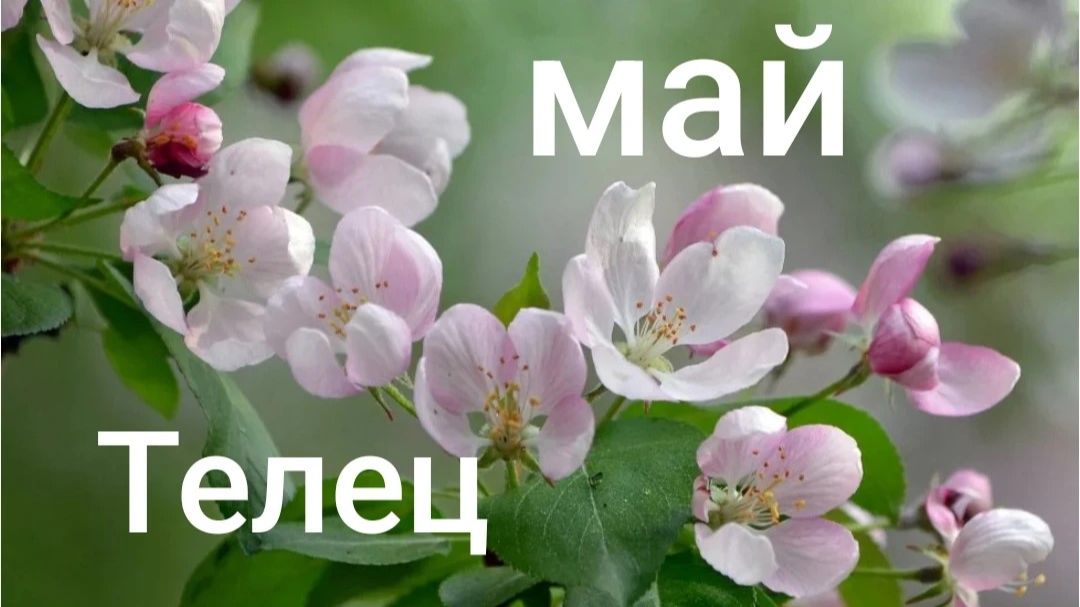 Таро расклад для Тельцов на май 2026 года