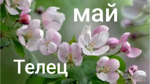 Таро расклад для Тельцов на май 2026 года