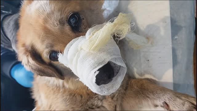 Кнопку порвали собаки!