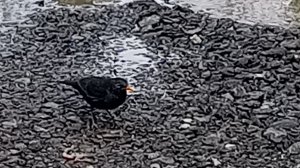 Птицы. За едой.