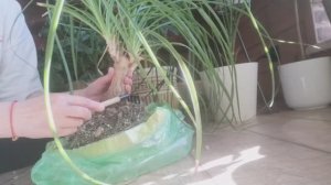 Пересадка Ноллины! Сама делаю опору для растений! Работаю в зимнем саду!