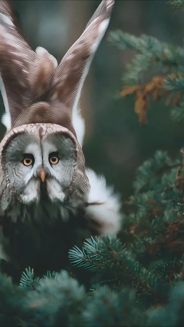 Видео от МЯУтаверс – как метавселенная, но с котами