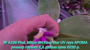 № А236 Phal. Mituo GH King Star UV rays АРОМА размер горшка 2,5 дюйма