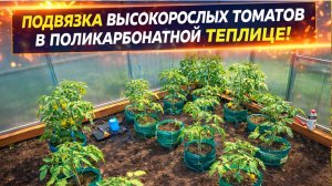 Как подвязываем томаты в поликарбонатной арочной теплице с помощью уголков.