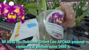 № А145 Rlc. Rainbow Orient Leo АРОМА размер горшка 2,5 дюйма