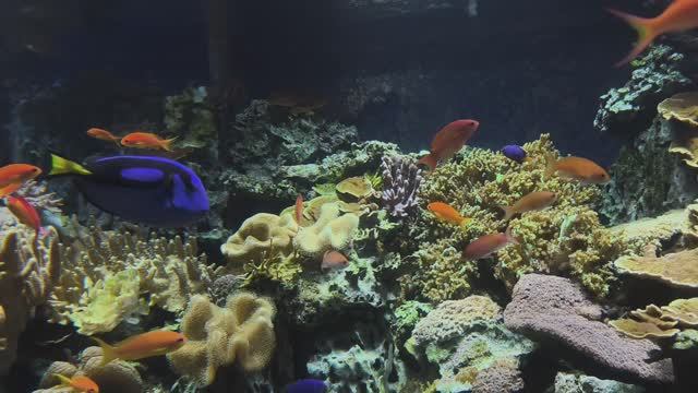 Зебрасома жëлтая. Голубой хирург. Рыбка Дори. Рыбы. Москвариум 2026