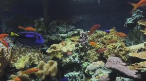 Зебрасома жëлтая. Голубой хирург. Рыбка Дори. Рыбы. Москвариум 2026