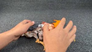 Мультики для детей. Детский канал Нэвкин тв.(5)