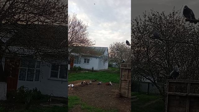 утро. мои голуби Ростовская область Сальский р-н