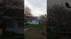 утро. мои голуби Ростовская область Сальский р-н
