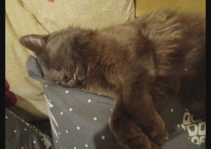 Уютные моменты. Спящие кошки. Кошка Буся и кот Жорик мирно спят 💤