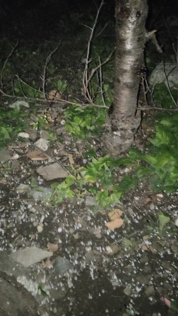 Ёжики после вкусного ужина выясняют отношения.