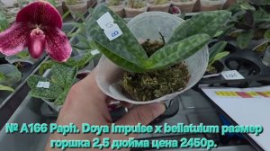 № А166 Paph. Doya Impulse х bellatulum размер горшка 2,5 дюйма