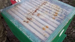 Расширение семей магазинами 15 апреля 2026 год.