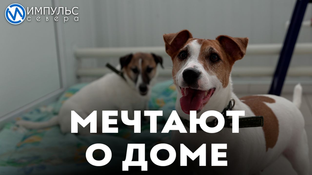 Мэрри и Зевс о своем воспитанном характере и положении, в котором сейчас оказались