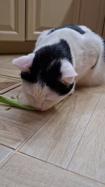 Роки ест листья тюльпанов🤭