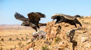 Что произойдёт, если орёл Верро (чернокрылый орёл) съест новорождённого медоеда на глазах у матери?