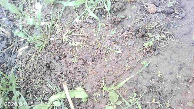 Обзор мокрой земли в огороде и прополка сорняков