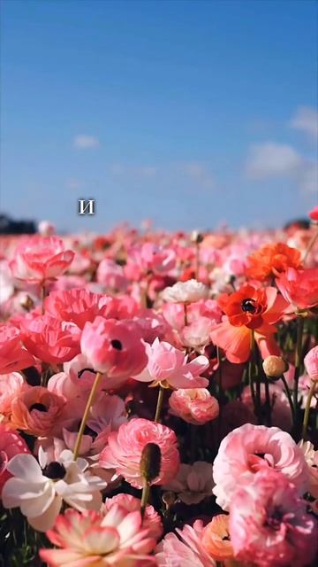 Мысли вслух