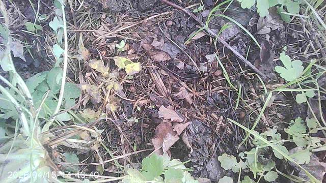 Удаление сорняка - ЧИСТОТЕЛА