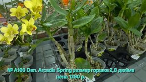 № А160 Den. Arcadia Spring размер горшка 2,8 дюйма