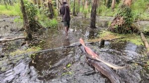 Ловля гуппи Дамбо в начале сухого сезона, когда болото начинает пересыхать. Рыбалка в Индонезии