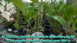№ А159 Den. farmeri fma petaloid album Hsinying SM TOGA размер горшка 2,5 дюйма