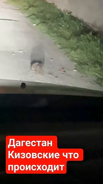 В Дагестане живёт горячий народ, даже ёжики😊😊😊 #юмор#прикол #топ