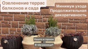 Озеленение террас,балконов, сада при помощи горшков и кашпо. Малоуходные растения- Лавандин,Розмарин